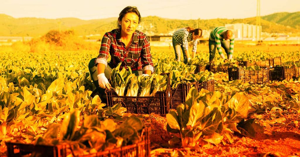 Image shows farm worker in fields hot conditions CorTemp can be used to monitor core body temperature